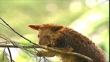 Rare and Endangered Tree Kangaroo. Goodfellow's Tree kangaroo joey wet andshaking on a branch.sneezes.  Funny.