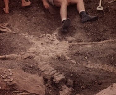 Fossil buried in sand.