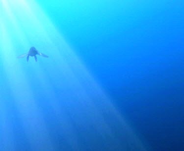 Graphic dinosaur swimming. Kronosaurus