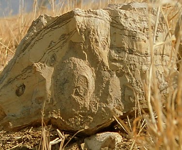 Fossil in a rock