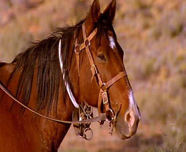 Horse with bridle