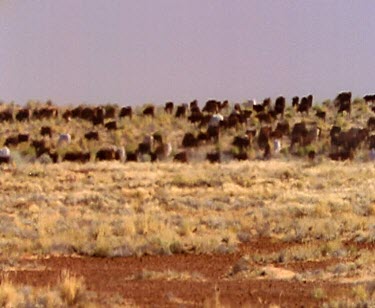 Cattle station