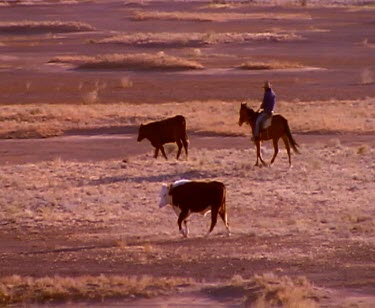 Mustering cattle