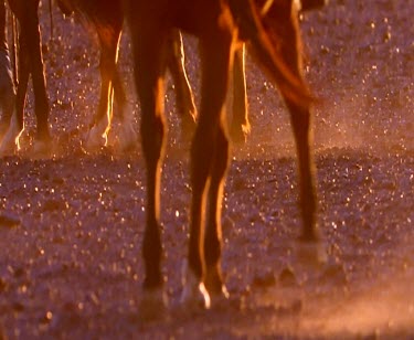 Farrier with horse-shoe. Fire and anvil. Cleaning horses hoof. Shoeing horse.