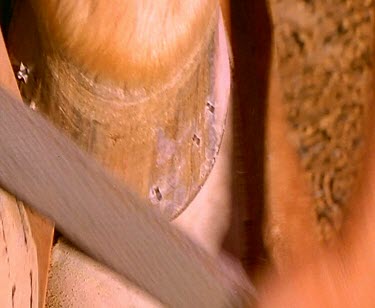 Farrier with horse-shoe. Filing horseshoe