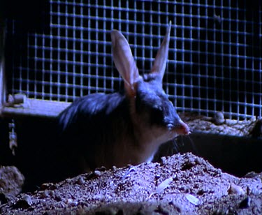 Bilby. Night.