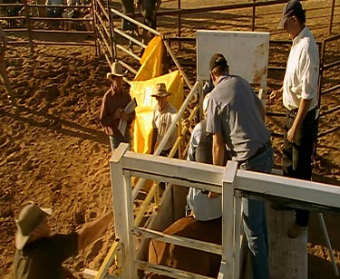 Rodeo bull riding