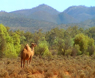 Feral camels