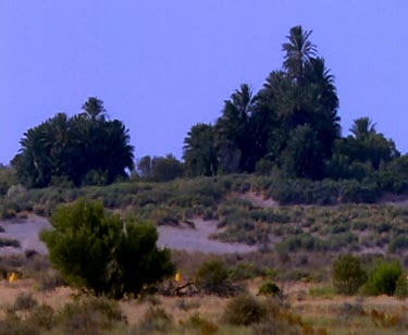 Heat haze desert Dalhousie Springs, natural hot water springs Great Artesian Basin