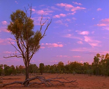 sunset with tree