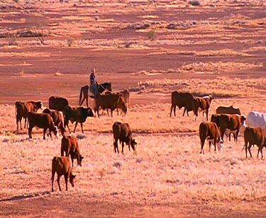 Cattle station horse-riding cattle mustering sunset silhouette