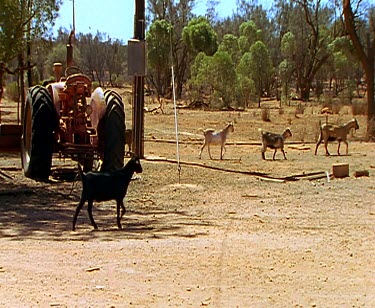 Goats in farmyard