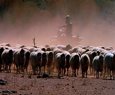 Children on off-road motorbikes herding sheep