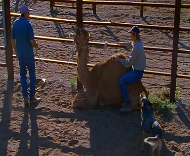 camel in corral pen