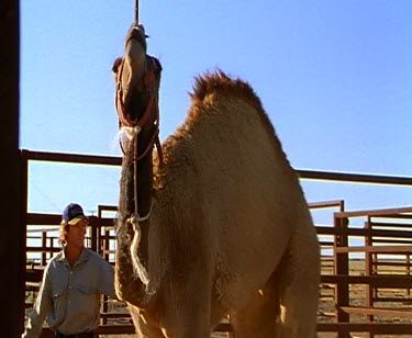 camel in corral pen