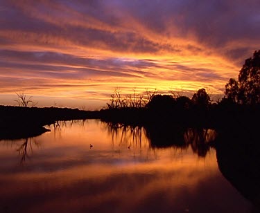 Sunset pelican flying and swimming on water. reflection reflecting. pan pink orange sky. silhouette