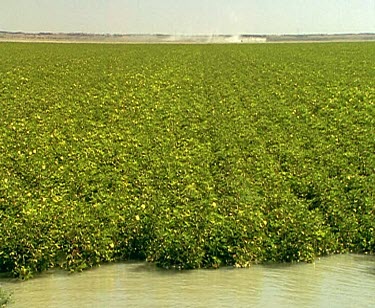Cotton farming cotton plant