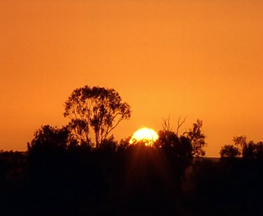 Sunset trees silhouette orange sky