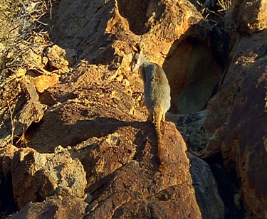 Yellow-footed rock wallaby