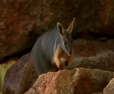 Hopping over rocks