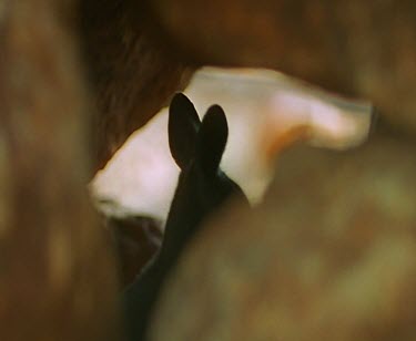 Ears in silhouette. mother with baby in pouch looking out.