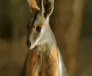 Yellow-footed rock wallaby