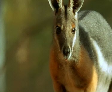 Yellow-footed rock wallaby