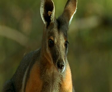 Yellow-footed rock wallaby