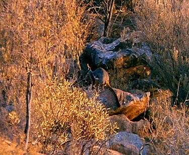 Yellow-footed rock wallaby