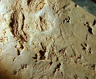 Lark Quarry Dinosaur Trackways depict the worlds only record of a dinosaur stampede. The trackway features about 3 300 dinosaur footprints made by nearly 200 individual dinosaurs