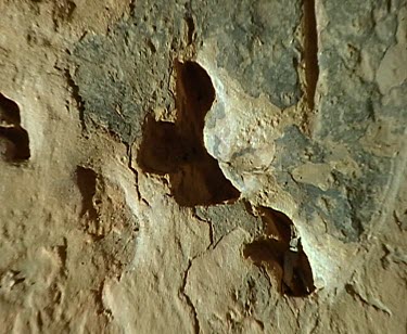 Lark Quarry Dinosaur Trackways depict the worlds only record of a dinosaur stampede. The trackway features about 3 300 dinosaur footprints made by nearly 200 individual dinosaurs