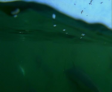 School of Blue fin tuna feeding, being fed