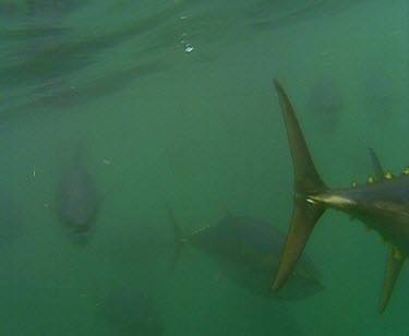 School of Blue fin tuna feeding, being fed