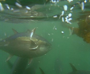 School of Blue fin tuna feeding, being fed