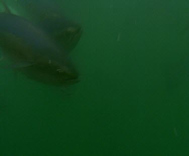 School of Blue fin tuna feeding, being fed