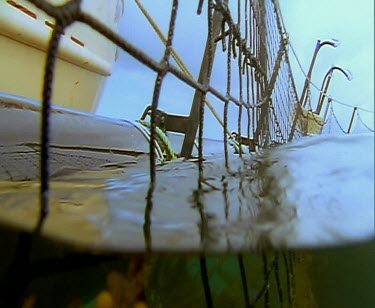 School of Blue fin tuna feeding, being fed