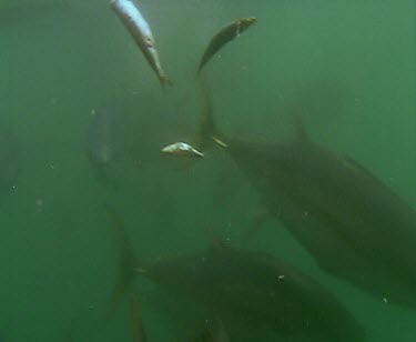 School of Blue fin tuna feeding, being fed