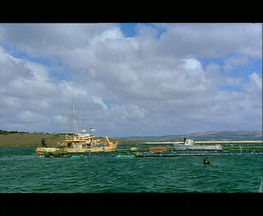 Across purse seine net of Blue Fin Tuna