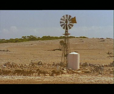 Sheep in desert surroundings. Windmill and water tank