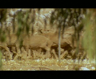 Sheep running behind fence