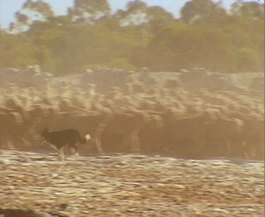 Sheep dog herding newly shorn sheep. Very dry dusty environment