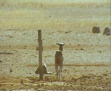 Sheep joining herd