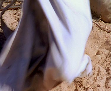 Getting Brush-tailed Bettong into bag. Release back into wild