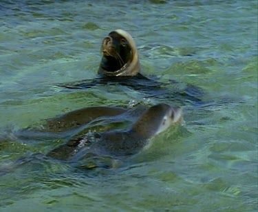 Sea Lion looking swimming