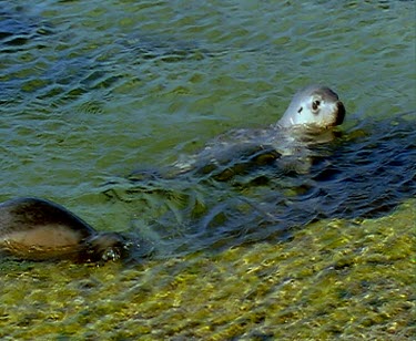 Sea Lions coming onto beach, swimming in shallows