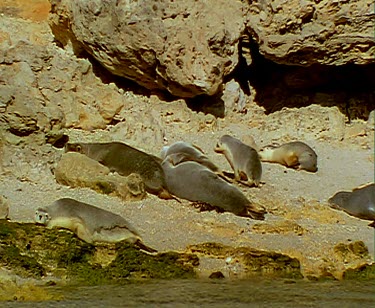 Sea lions sleeping on beach