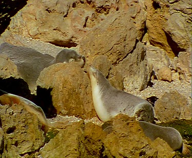 Sea lions sleeping on beach