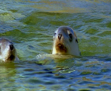 Two sea lions nuzzling and "kissing".