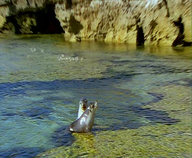 Two sea lions nuzzling and "kissing".