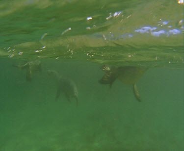 Underwater. Sea Lions swimming.